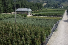Panoramica vivai 